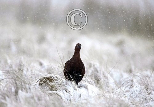 Red Grouse in the Snow